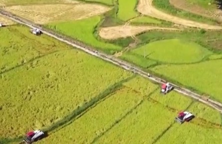 重慶永川：風(fēng)吹稻浪滿地黃 專業(yè)服務(wù)助豐收