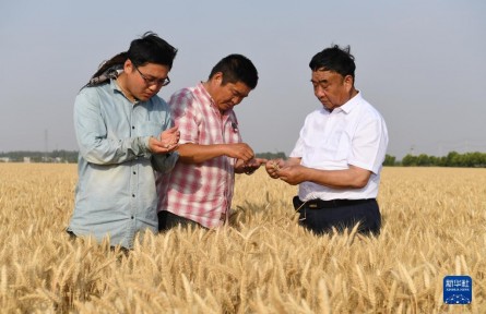 牢記囑托建新功|帶領(lǐng)鄉(xiāng)親們多種糧、種好糧