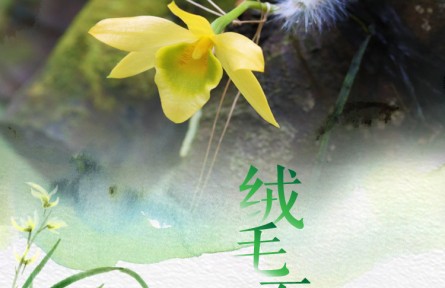 物種故事 | 絨毛石斛：莖葉毛茸茸 花朵會(huì)變色
