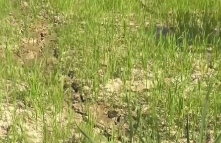 農(nóng)業(yè)農(nóng)村部：加強(qiáng)高溫干旱防范 確保秋糧豐收