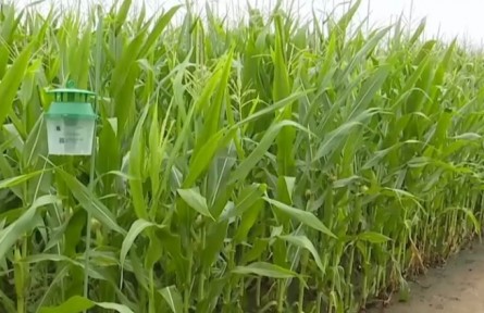 各地落實關(guān)鍵措施 助力秋糧抗災奪豐收