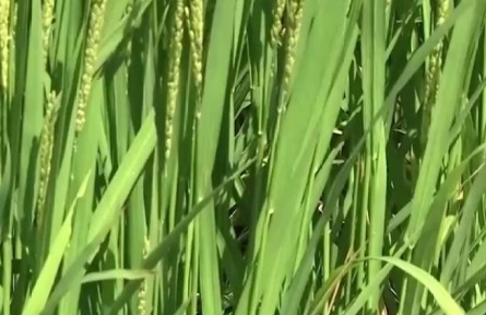 吉林松原：水稻迎來(lái)成熟關(guān)鍵時(shí)期 稻蟹共養(yǎng)促增收