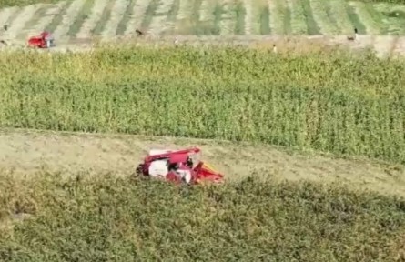 貴州仁懷：30萬畝高粱豐收 高標準生產(chǎn)促農(nóng)增收