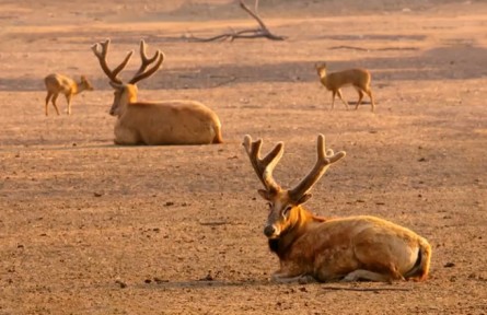 《野性的守望》第六集：麋鹿還鄉(xiāng)