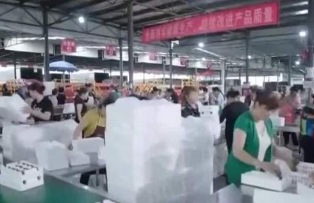 四川成都：10萬畝獼猴桃采摘 小果實打造大產(chǎn)業(yè)