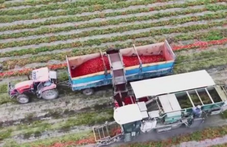 新疆博湖：“小番茄”喜迎“大豐收” 人機協(xié)作采收忙