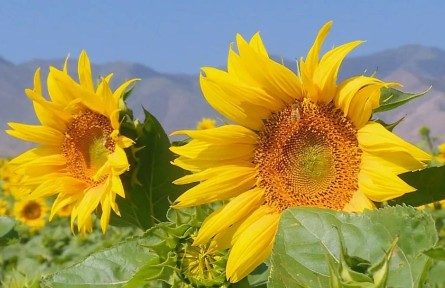 甘肅景泰：朵朵油葵花 開(kāi)出致富路