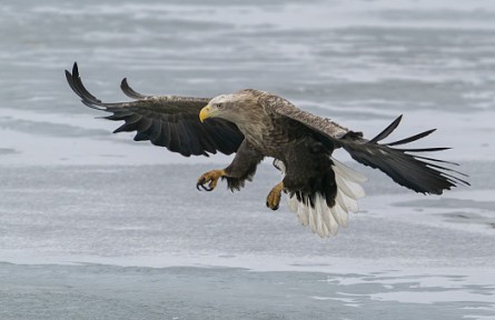 物種故事 | 白尾海雕：大型猛禽中的幸運兒