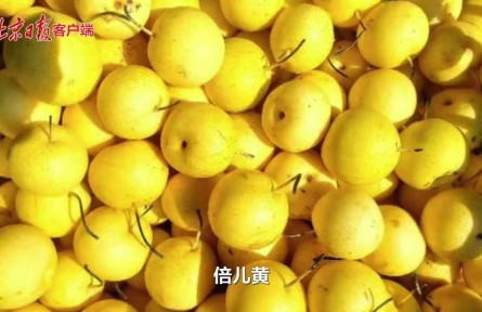二十四節(jié)氣｜處暑秋梨最養(yǎng)人，京白梨采摘正當時