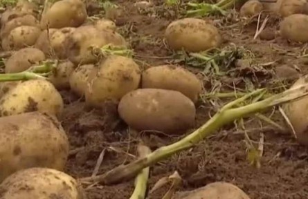 內(nèi)蒙古：馬鈴薯迎豐收 全產(chǎn)業(yè)鏈助農(nóng)增收