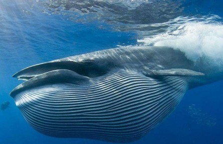 物種故事 | 藍鯨：地球上現(xiàn)存最大的動物