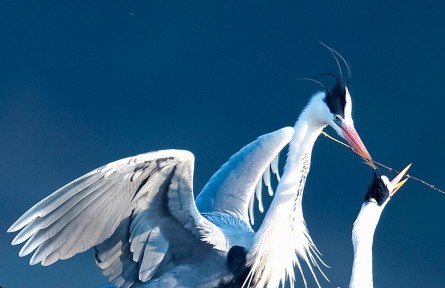 物種故事 | 蒼鷺：“脖細嘴長筋骨瘦，披蓑赤腳老漁翁”