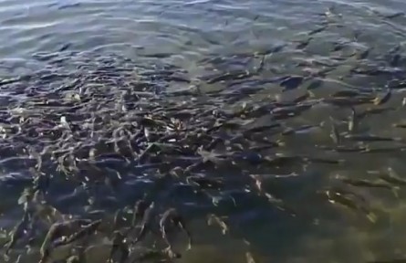 青海2022年累計(jì)增殖放流各種魚(yú)類2185萬(wàn)尾