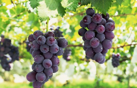 辟謠 | 無籽葡萄用了激素吃不得？葡萄“白霜”是殘留農(nóng)藥？來看解答