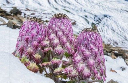 物種故事 | 水母雪兔子：高等植物生存最高海拔紀錄保持家族成員
