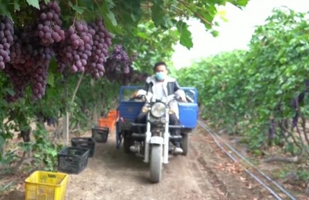 新疆兵團(tuán)：助農(nóng)銷售解難題 同心抗疫解民憂