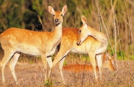 《秘境尋蹤》第三季第六集：海南坡鹿（上）