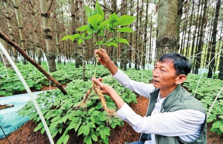 云南昆明將培育10個超億元中藥材單品