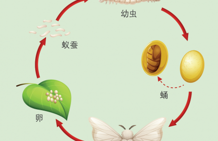 物種故事 | 蠶：緣何只愛吃桑葉？