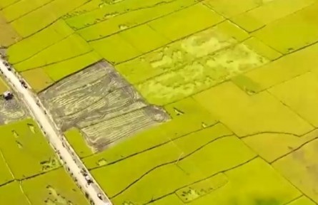 【在希望的田野上】金秋時節(jié)迎豐收 廣袤田野果實飄香