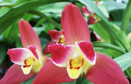 物種故事 | 捧心蘭：需要“捧在手心”的傳情蘭花