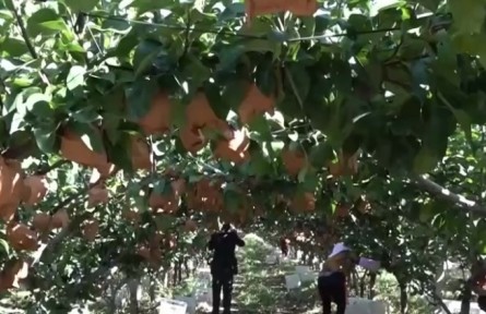 山東膠州：秋月梨進入采摘季 年產(chǎn)超5000噸