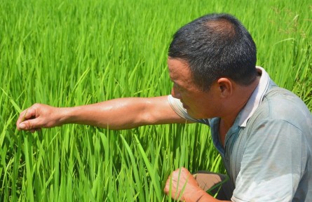辟水源穩(wěn)供電推技術 部分糧食產區(qū)多舉措抗旱保豐收