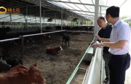 山東濰坊：打造百億級高檔肉牛產(chǎn)業(yè)集群 產(chǎn)業(yè)振興“牛”起來