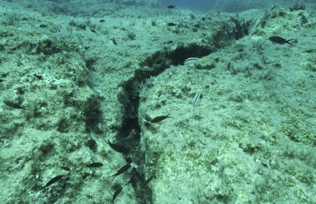 科技名詞 | 海底地震儀  marine seismograph