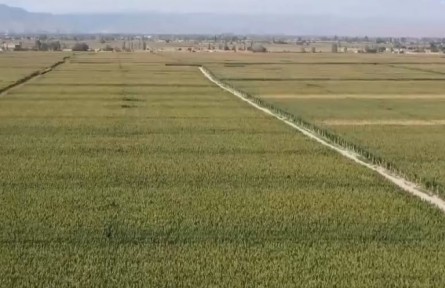 甘肅： 整治撂荒地 擴(kuò)大糧食種植面積