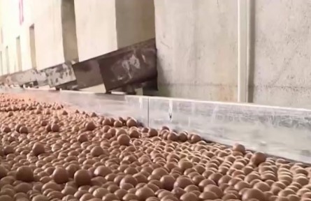 云南臨滄：堅(jiān)果豐收 帶動(dòng)種植戶(hù)致富