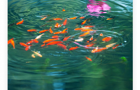 名言 | 諸葛亮：人之忠也，猶魚之有淵