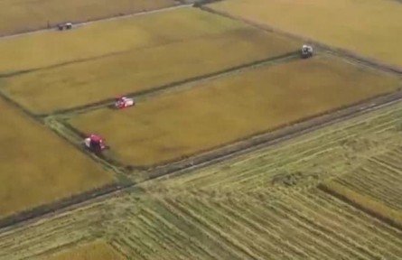 夏糧旺季收購(gòu)接近尾聲 秋糧開始陸續(xù)上市