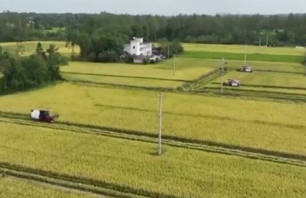 【在希望的田野上】全國秋糧收獲近兩成