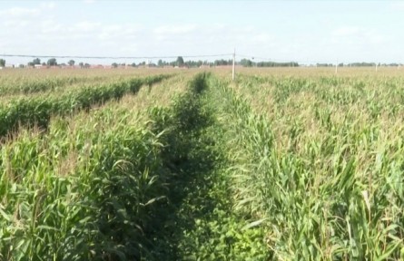 遼寧鐵嶺縣：玉米大豆帶狀復合種植豐收在望