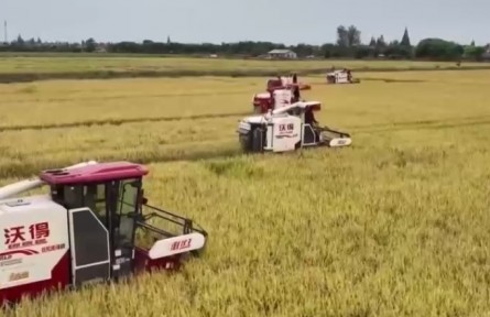 9月23日將迎來第五個中國農(nóng)民豐收節(jié) 田間地頭洋溢著豐收的喜悅