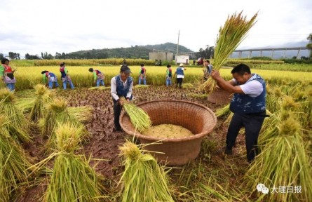云南大理巍山：稻花香里說豐年，彝族群眾傳承農(nóng)耕文化迎豐收