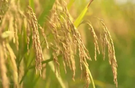 【領(lǐng)航中國】夯實大國糧倉根基 端牢中國人的飯碗