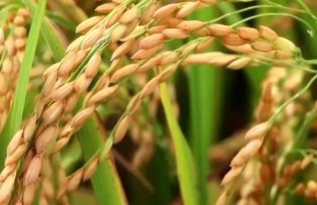 豐收節(jié)里話豐收：我國早稻面積和產(chǎn)量均實(shí)現(xiàn)增加