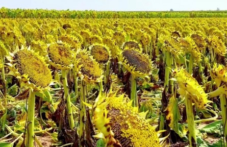 內(nèi)蒙古烏拉特中旗：瓜果飄香 禾谷滿倉