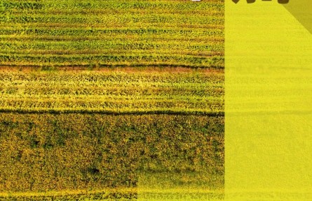 農(nóng)民朋友們！過節(jié)了！