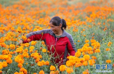 云南昆明祿勸：萬(wàn)壽菊花開(kāi)，群眾錢(qián)包鼓起來(lái)