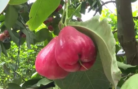 福建廈門：蓮霧種在大棚里 科技助力增收益