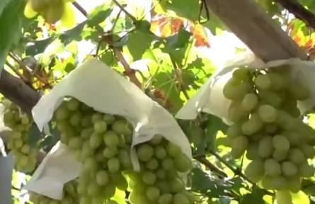 河北：宣化葡萄迎豐收 特色種植結(jié)碩果