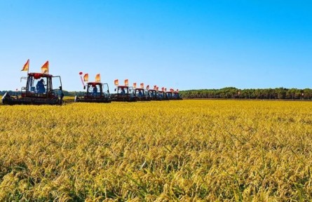 豐收啦！北大荒用優(yōu)異答卷獻禮二十大