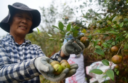 廣東逾263萬畝油茶即將迎來豐收季