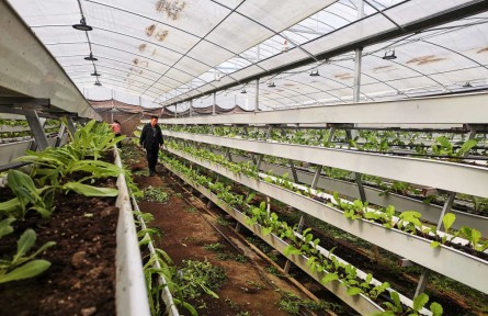 江蘇新沂：這里的植物會(huì)“說話”