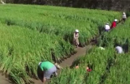 云南龍陵：萬畝梯田 稻香魚肥