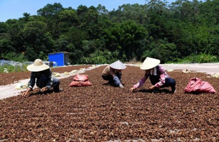 廣西容縣：香料產(chǎn)業(yè)芬芳百姓生活