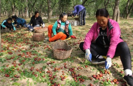 黃河岸邊棗飄香！陜西神木市萬鎮(zhèn)6.9萬畝紅棗豐收